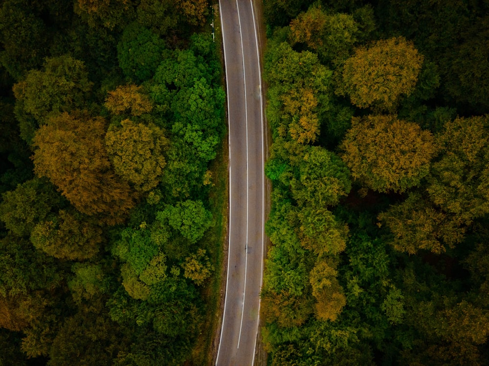 aerial view of green trees