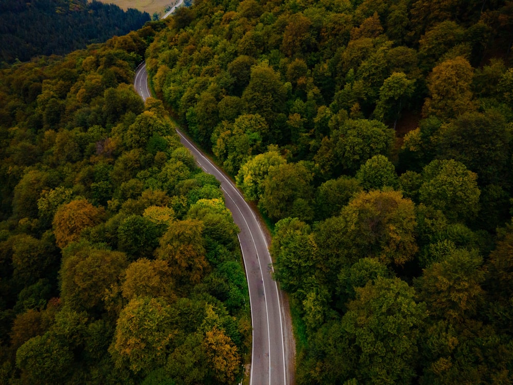 aerial view of road in the middle of green trees