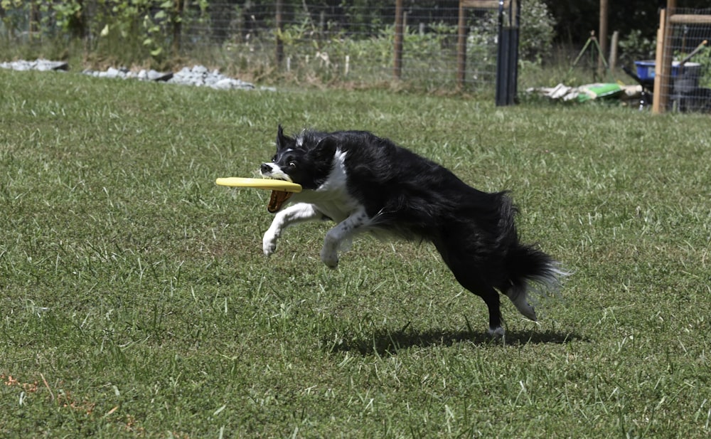 black and white border collie running on green grass field during daytime