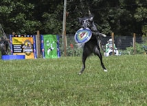 A black and white dog leaps into the air, catching a colorful frisbee. The scene is set in an outdoor grassy area, with a fence and trees in the background. There are event banners in bright colors on the left side, and a person sitting on a chair in the distance.