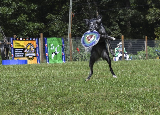 A black and white dog leaps into the air, catching a colorful frisbee. The scene is set in an outdoor grassy area, with a fence and trees in the background. There are event banners in bright colors on the left side, and a person sitting on a chair in the distance.