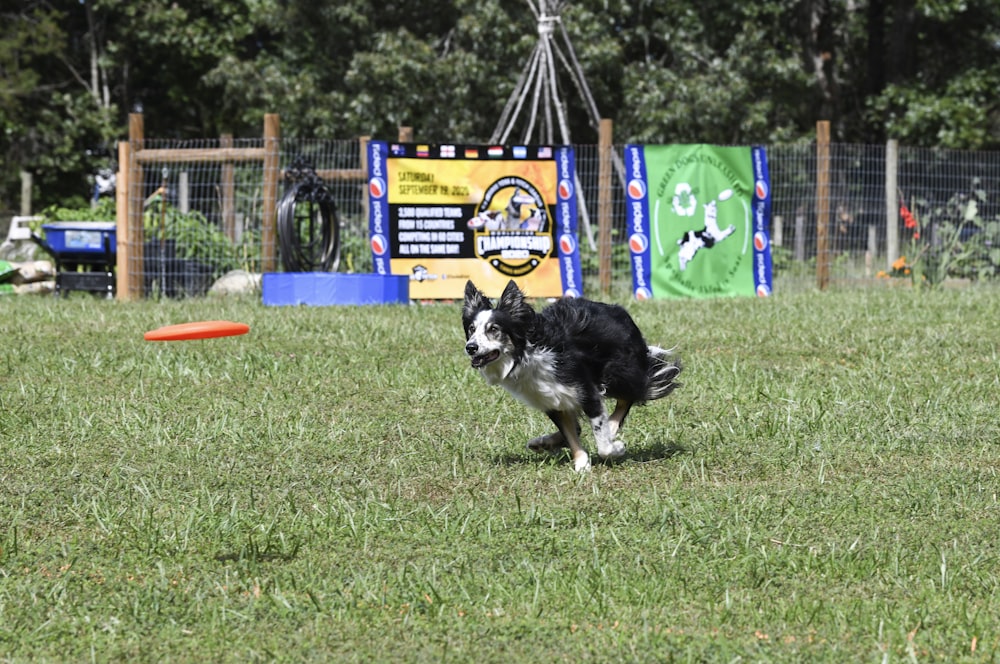 black and white border collie playing with red and blue basketball on green grass field during