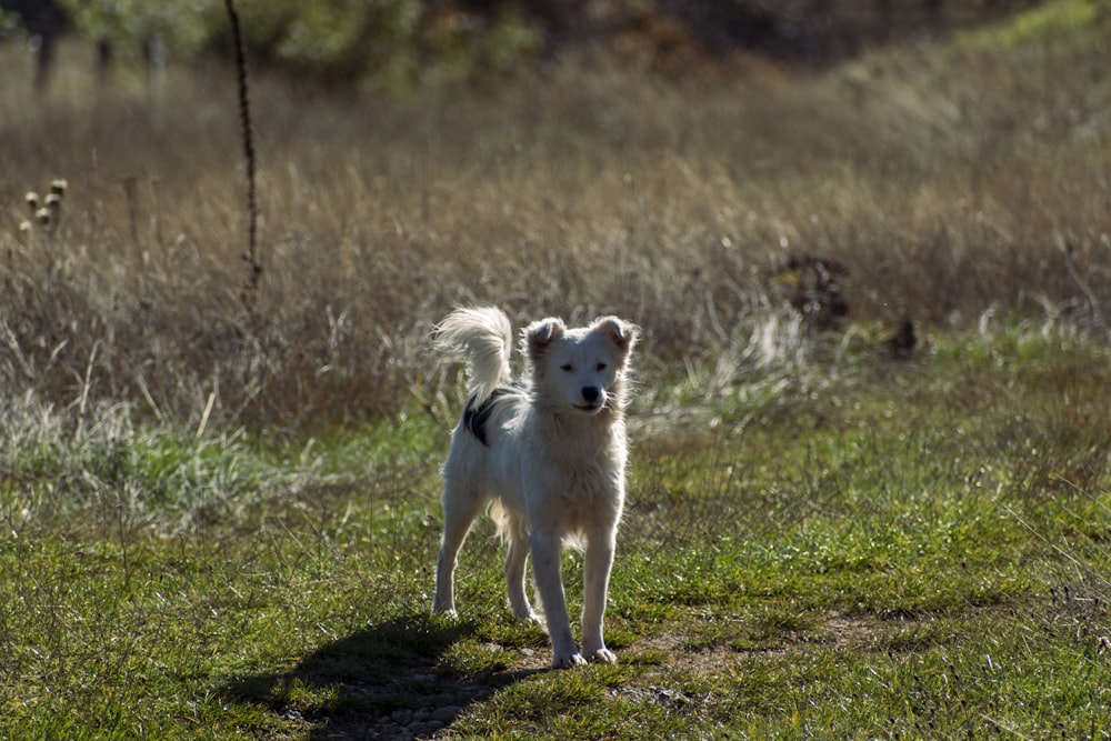 white and brown short coated dog on green grass field during daytime