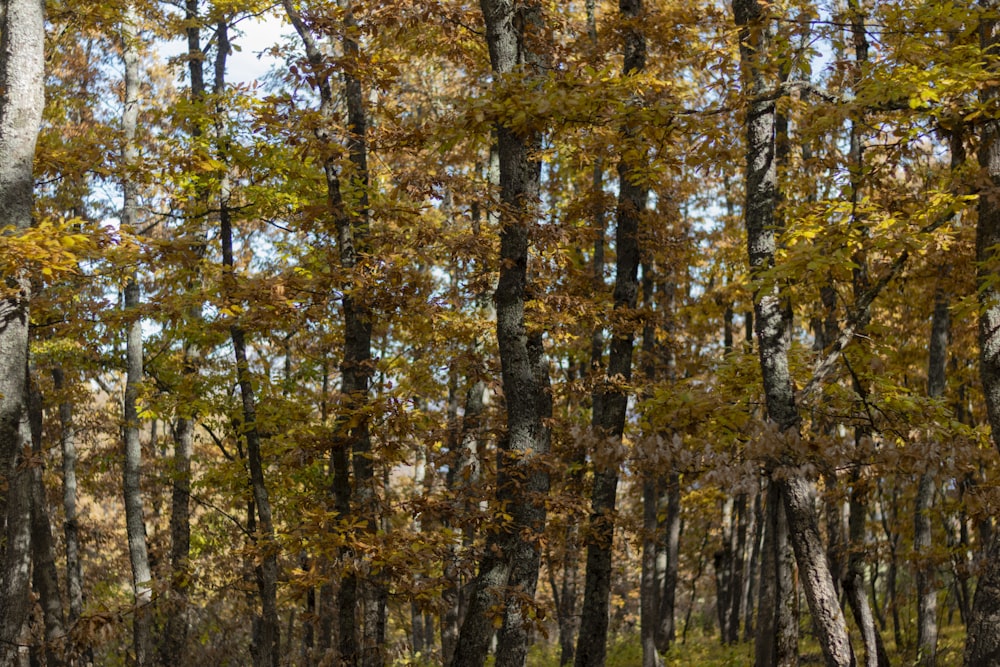 green and brown trees during daytime