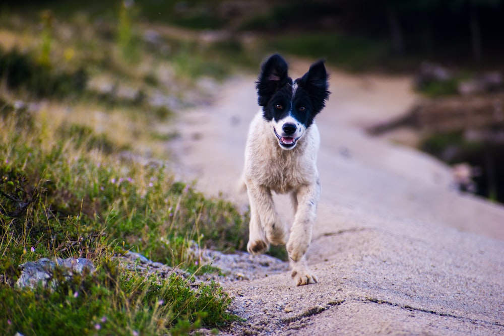 white and black border collie puppy on brown sand during daytime