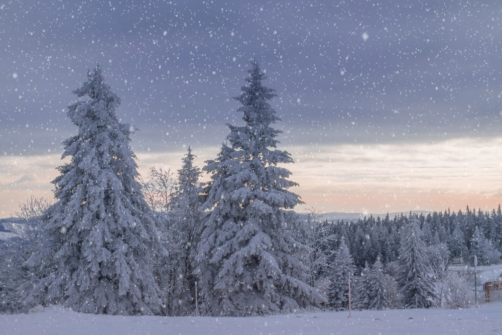 Alberi di pino coperti di neve sotto il cielo blu durante il giorno