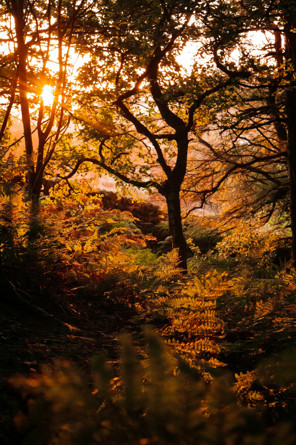 brown trees with yellow leaves during daytime