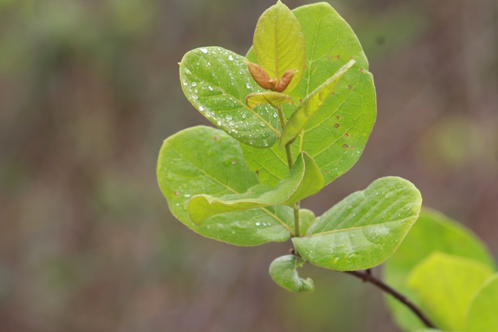 green leaf with water droplets