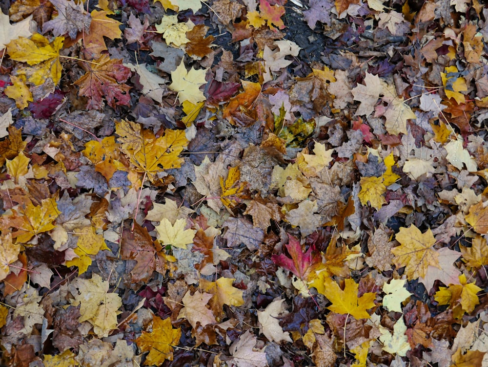 brown and yellow maple leaves on ground