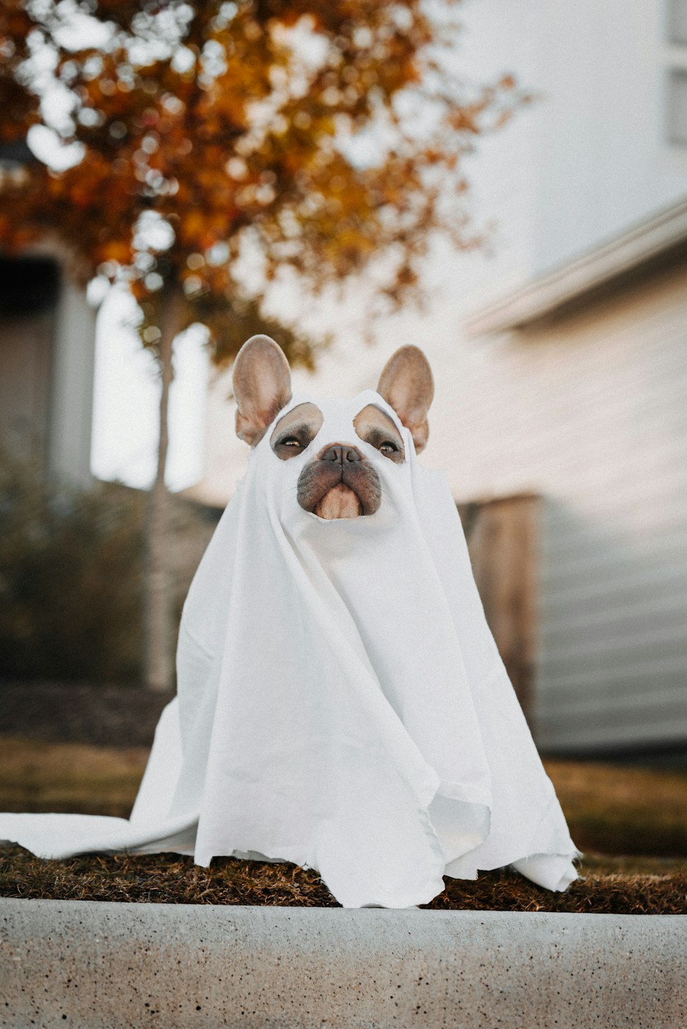 brown and white short coated dog covered with white textile