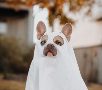 white french bulldog puppy covered with white textile