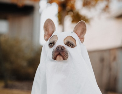 white french bulldog puppy covered with white textile