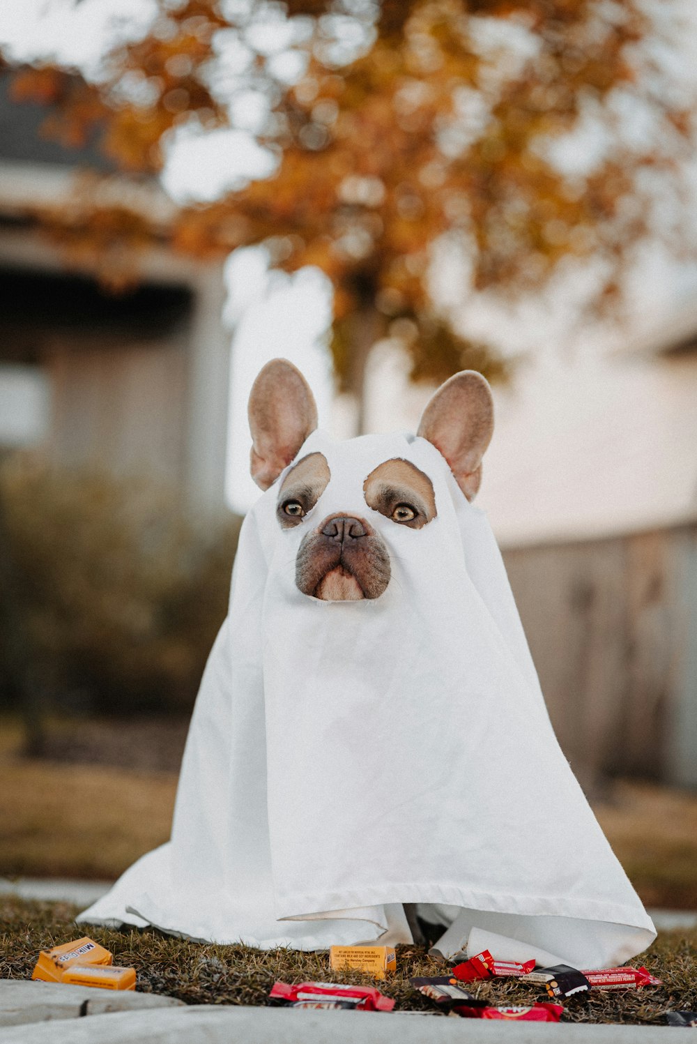 Cucciolo di bulldog francese bianco ricoperto di tessuto bianco