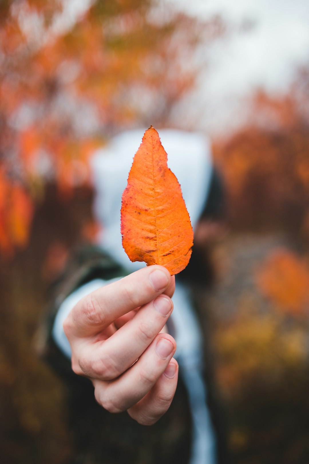 person holding brown leaf during daytime