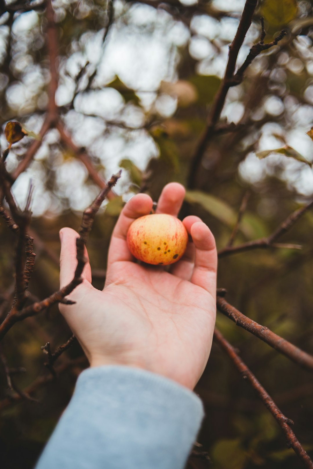 person holding orange round fruit