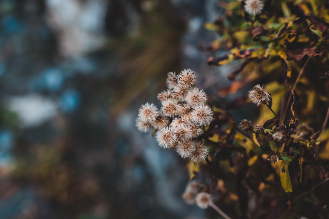 white flower in tilt shift lens