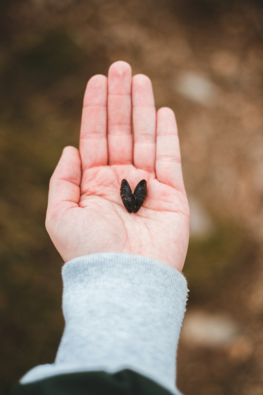 black butterfly on persons hand