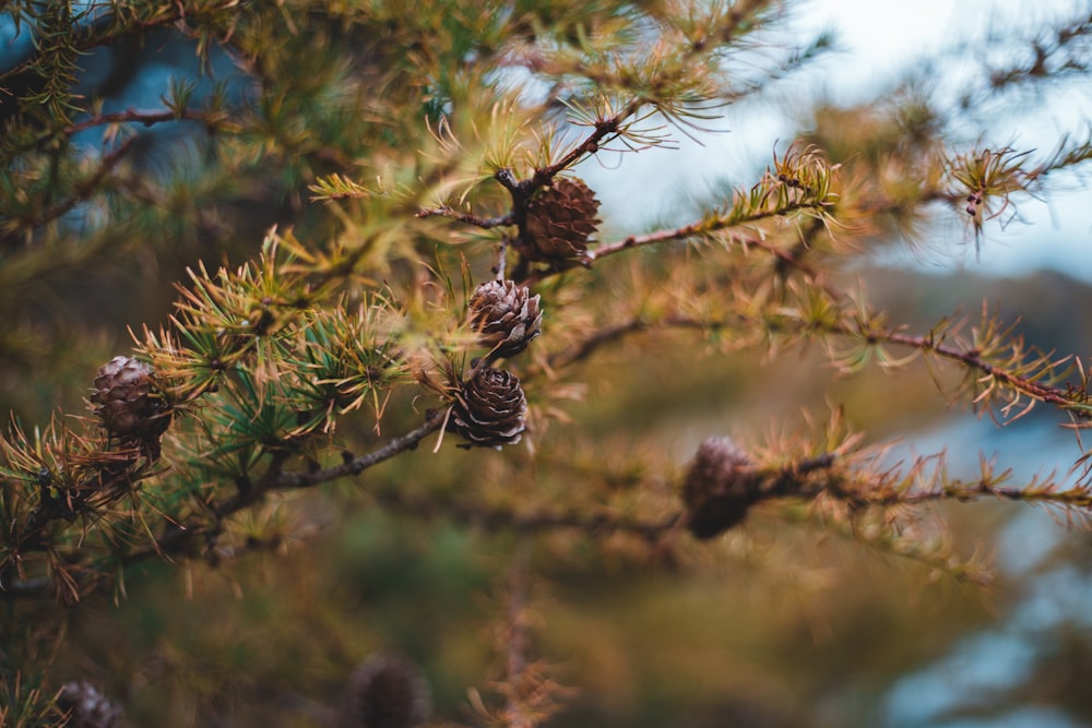 brown pine cone in tilt shift lens