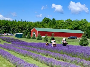 A scenic landscape featuring a vast lavender field with rows of vibrant purple blooms under a clear blue sky. Several people are visible walking among the lavender bushes, some wearing hats for sun protection. A red barn with a green roof stands in the background, surrounded by tall evergreen trees. A few parked vehicles are also visible nearby.