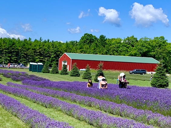 A scenic landscape featuring a vast lavender field with rows of vibrant purple blooms under a clear blue sky. Several people are visible walking among the lavender bushes, some wearing hats for sun protection. A red barn with a green roof stands in the background, surrounded by tall evergreen trees. A few parked vehicles are also visible nearby.