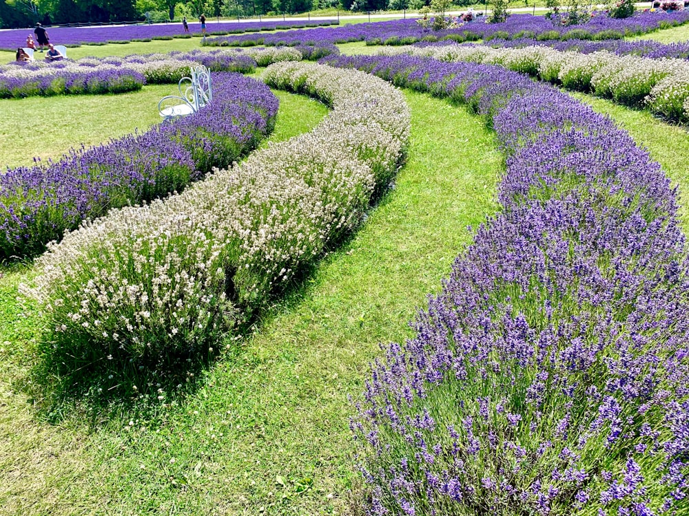 purple flower field during daytime