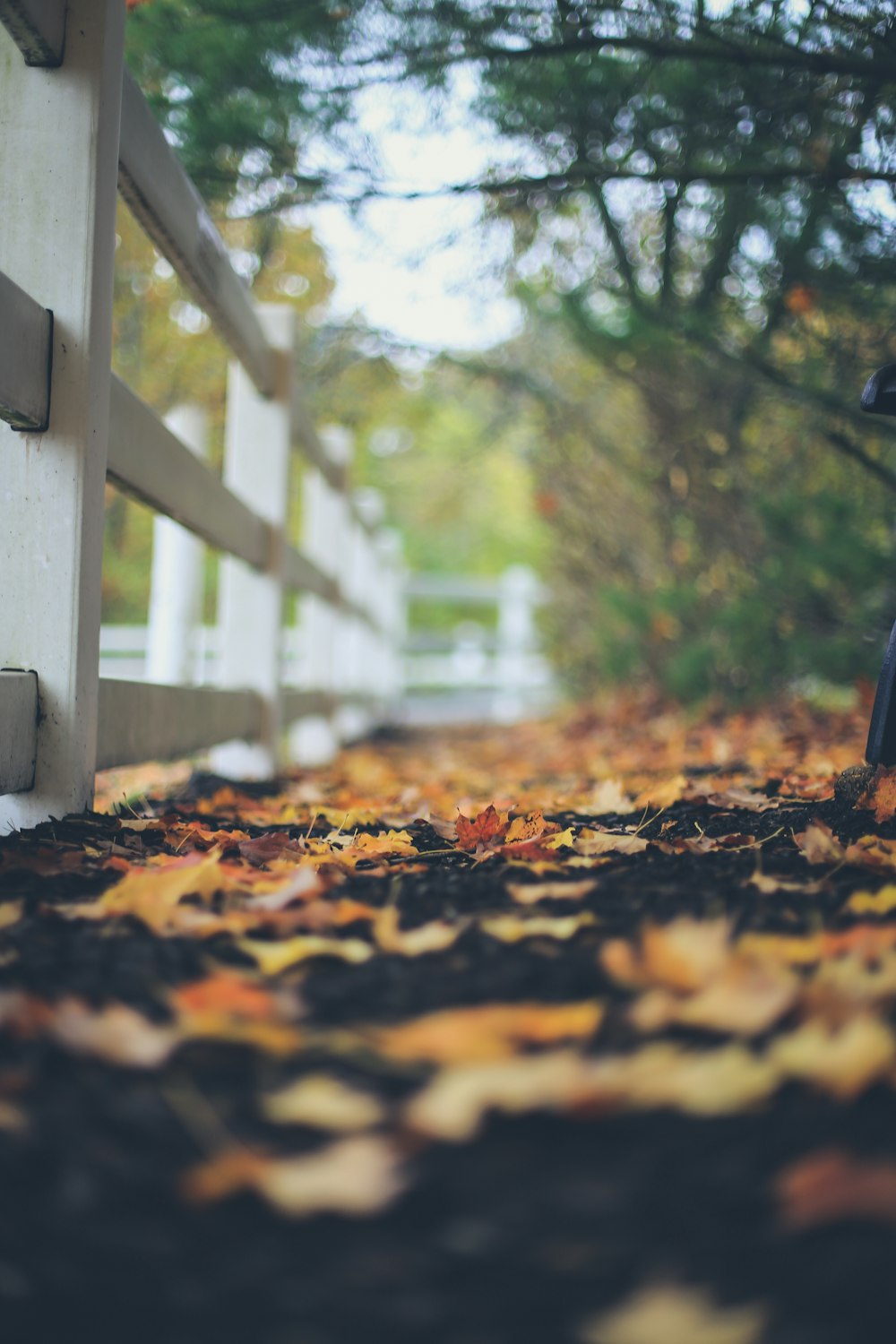 brown leaves on the ground