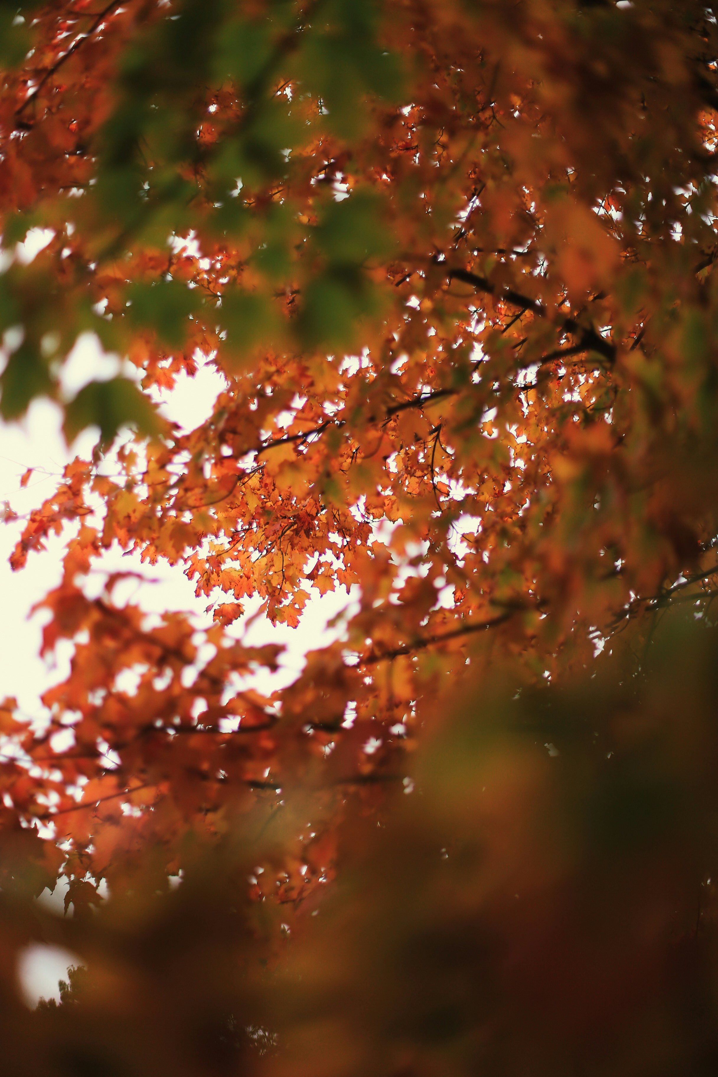 Photo by jessicalfadel