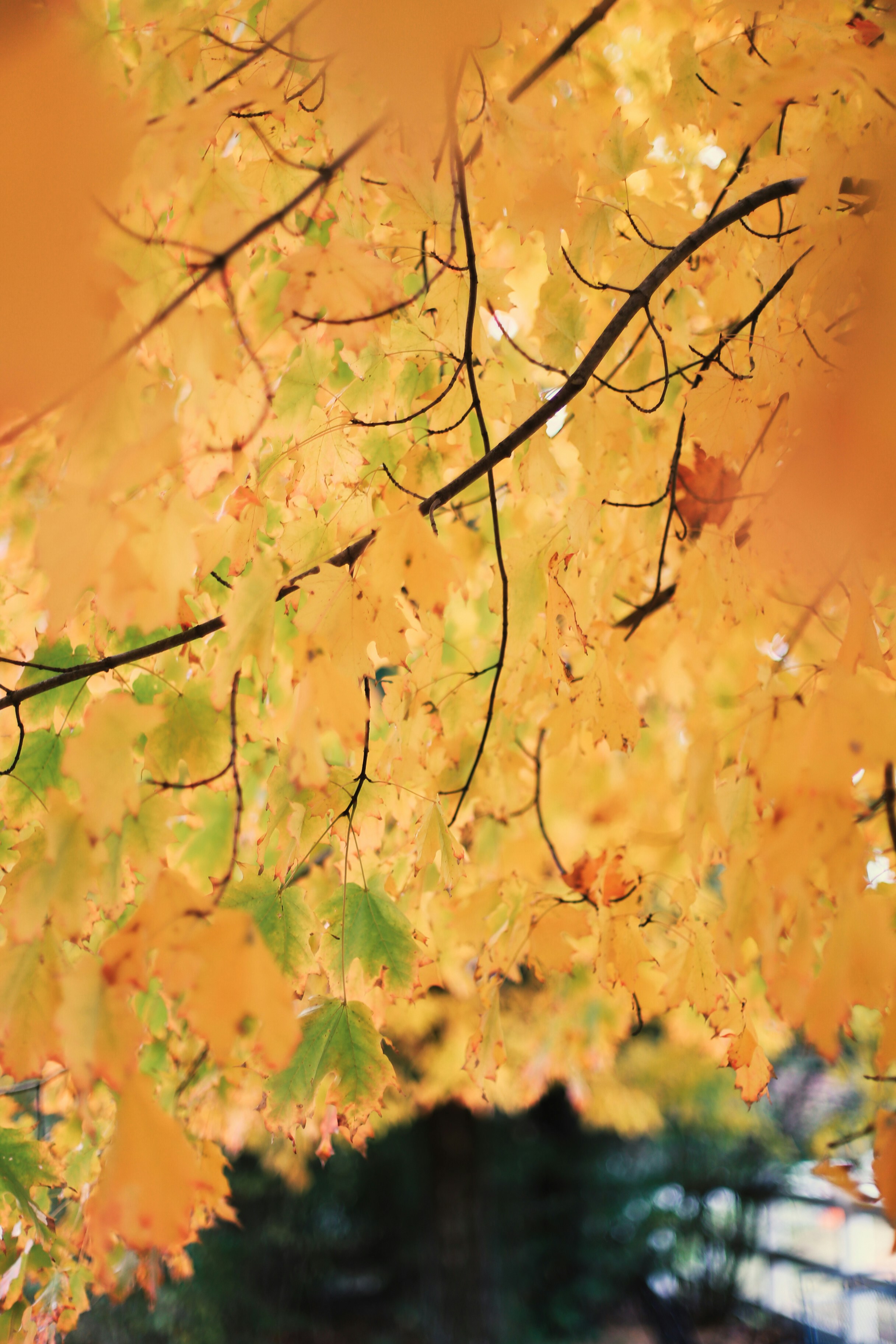 Photo by jessicalfadel