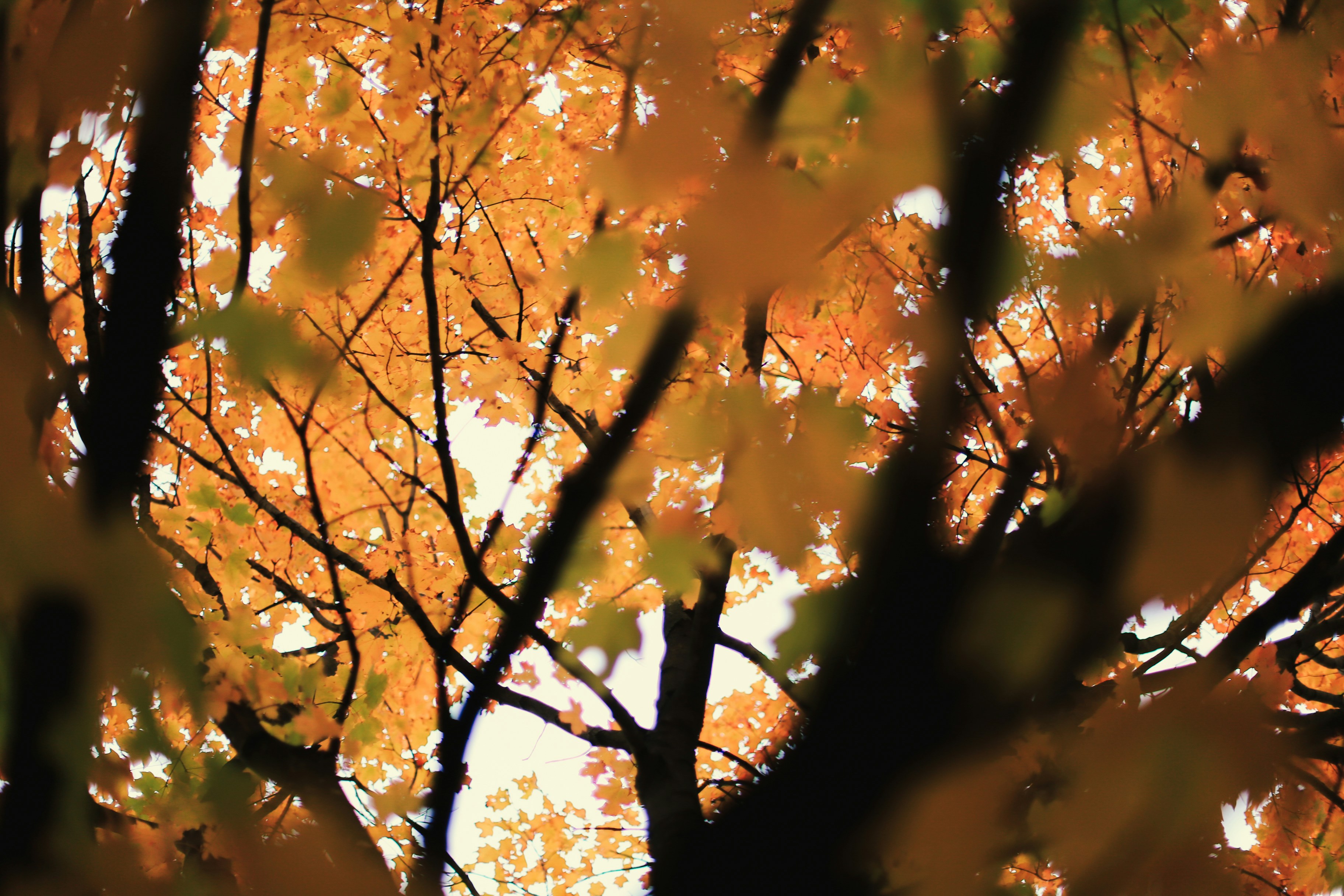 Photo by jessicalfadel