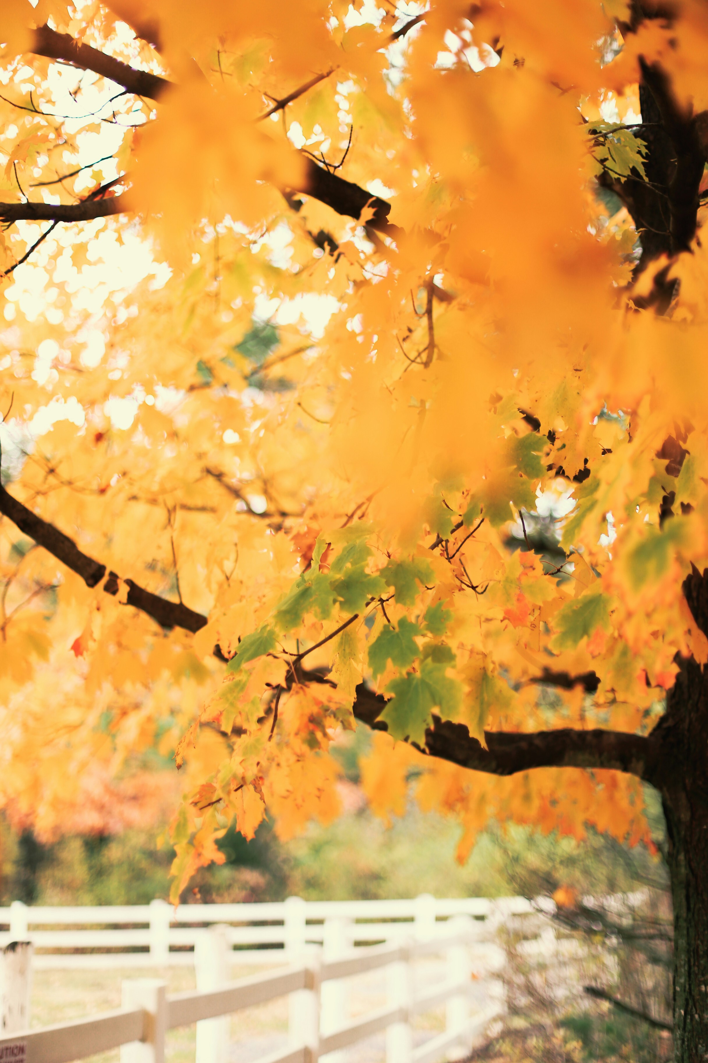 Photo by jessicalfadel