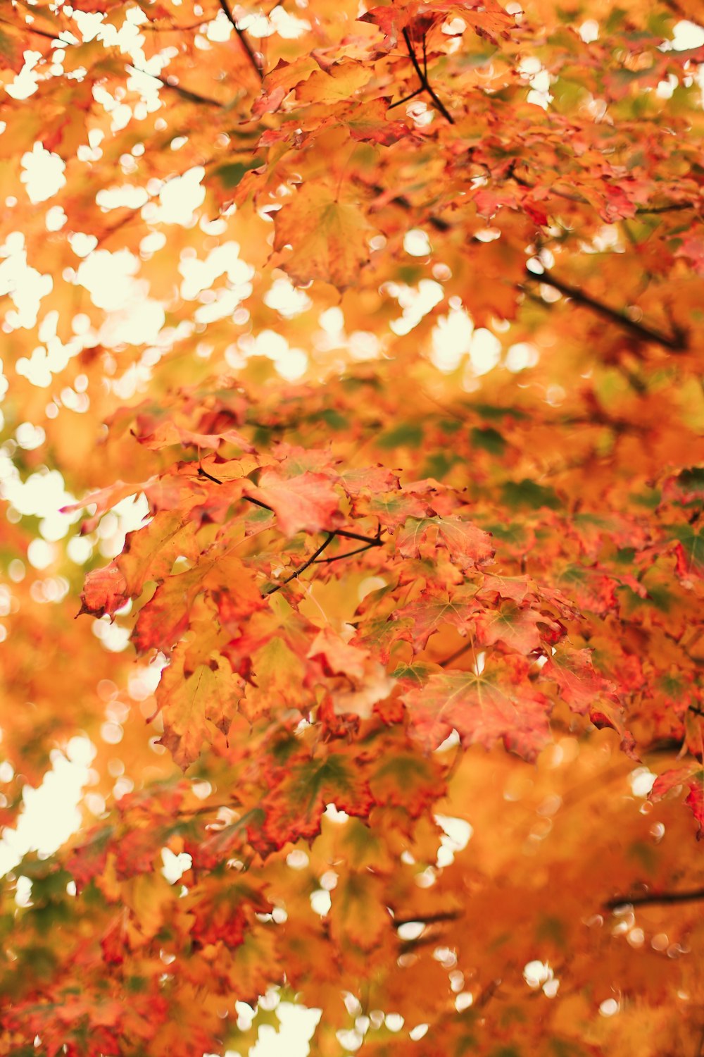 red and brown maple leaves