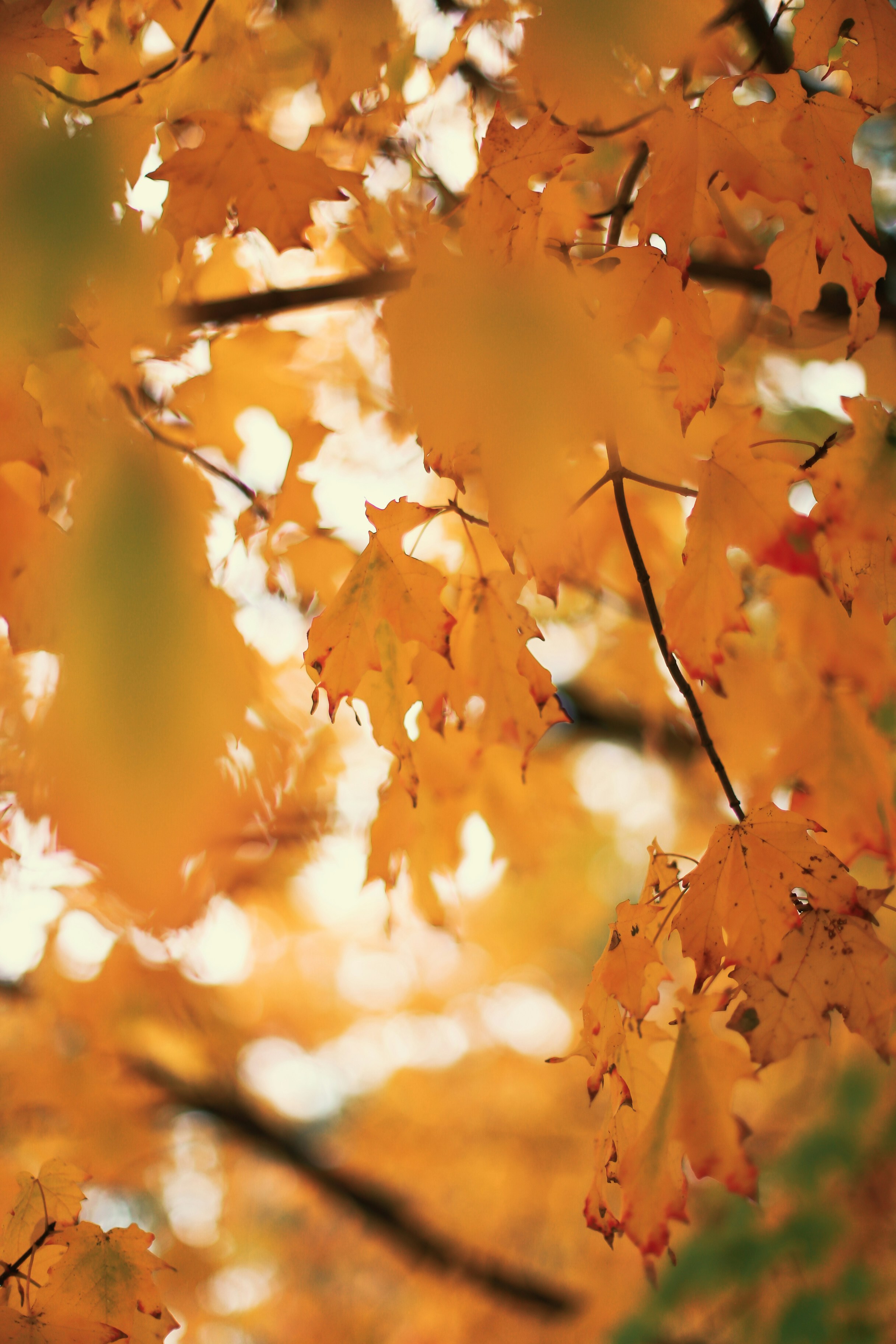 Photo by jessicalfadel