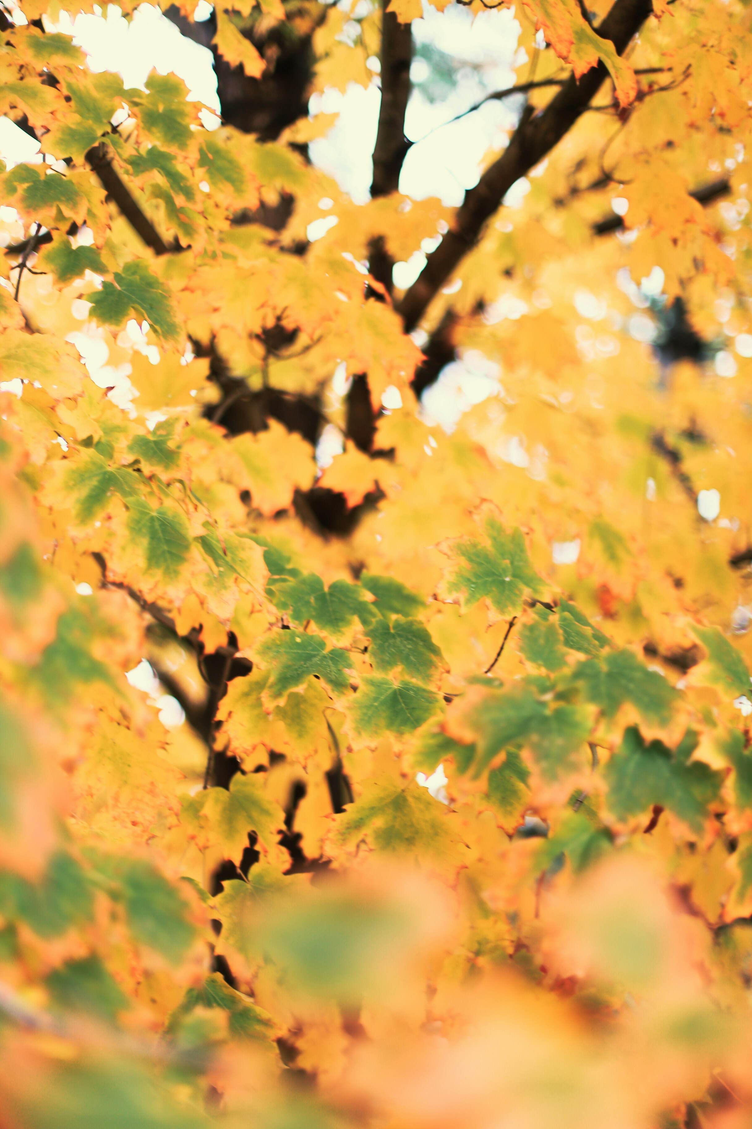 Photo by jessicalfadel