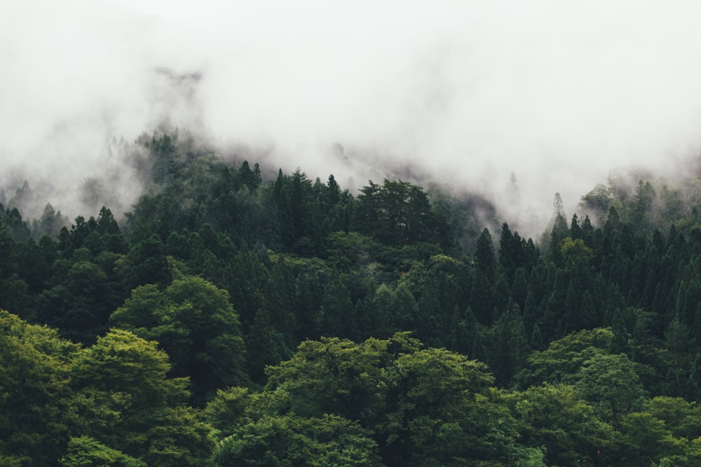 green trees on mountain covered with clouds