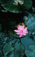 pink lotus flower on water