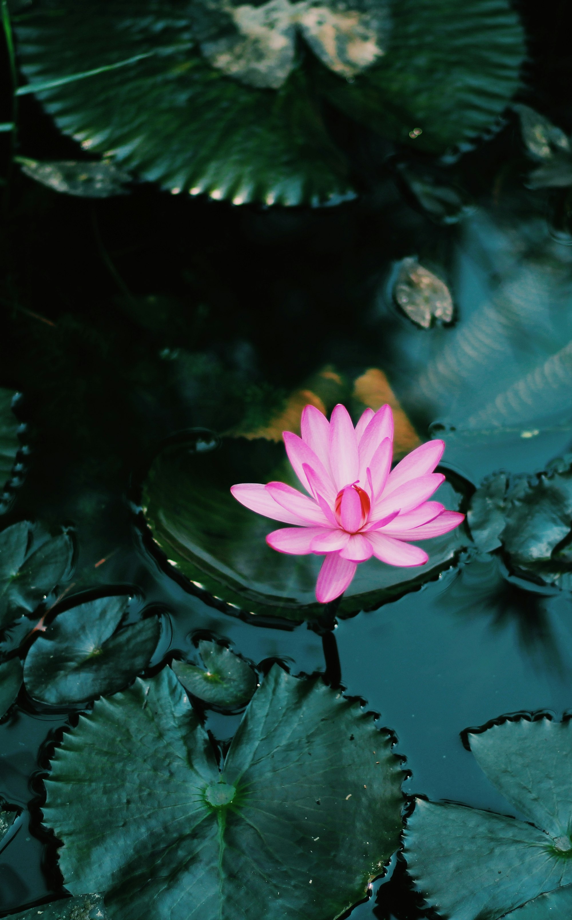 Pink lotus in pond