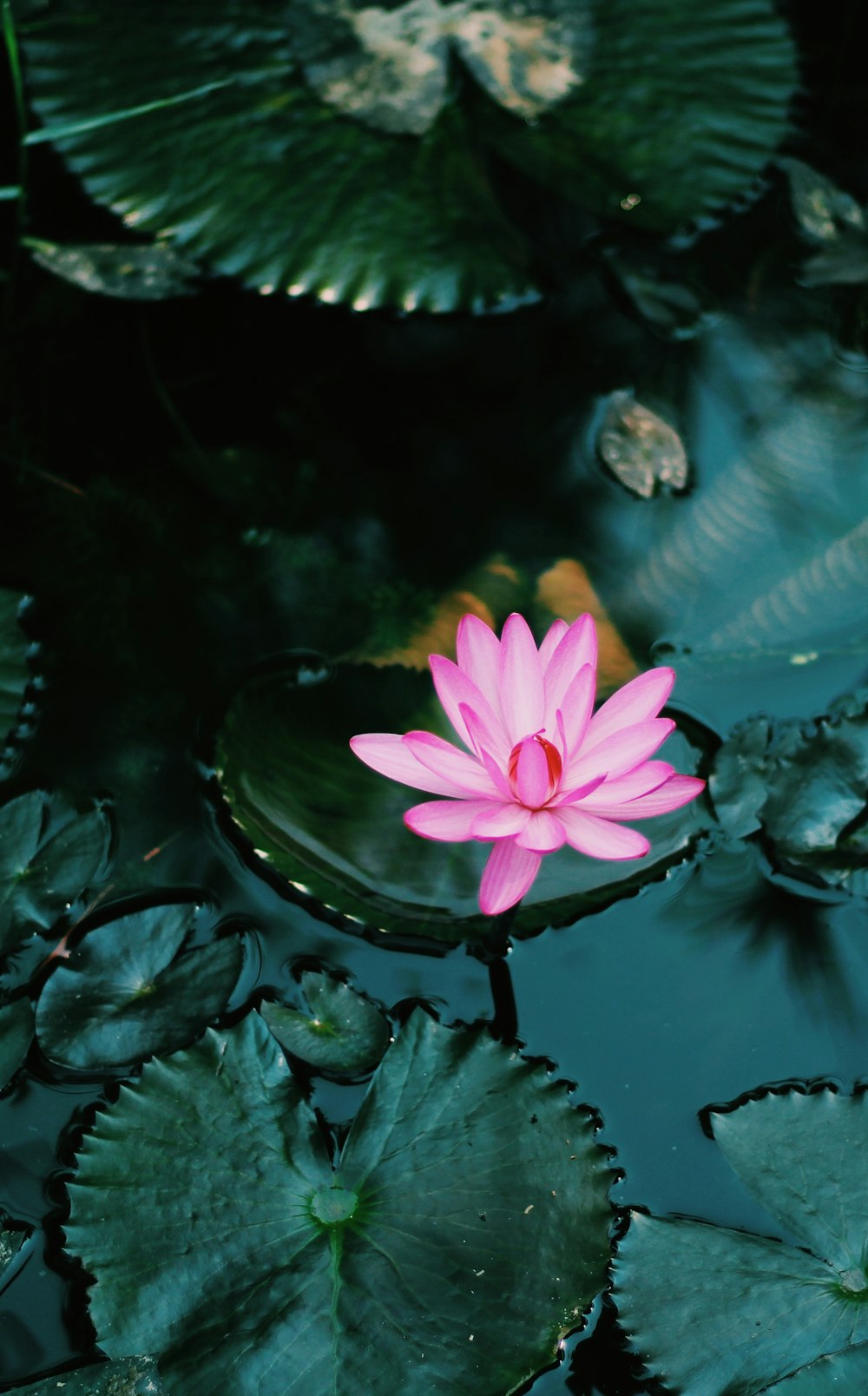물에 분홍색 연꽃