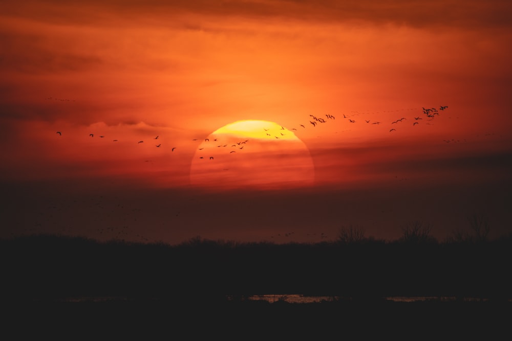 silhouette of trees during sunset