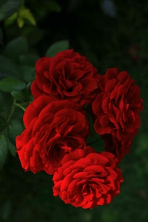 A cluster of deep red roses symbolizing the passion behind the fight to protect this heritage.