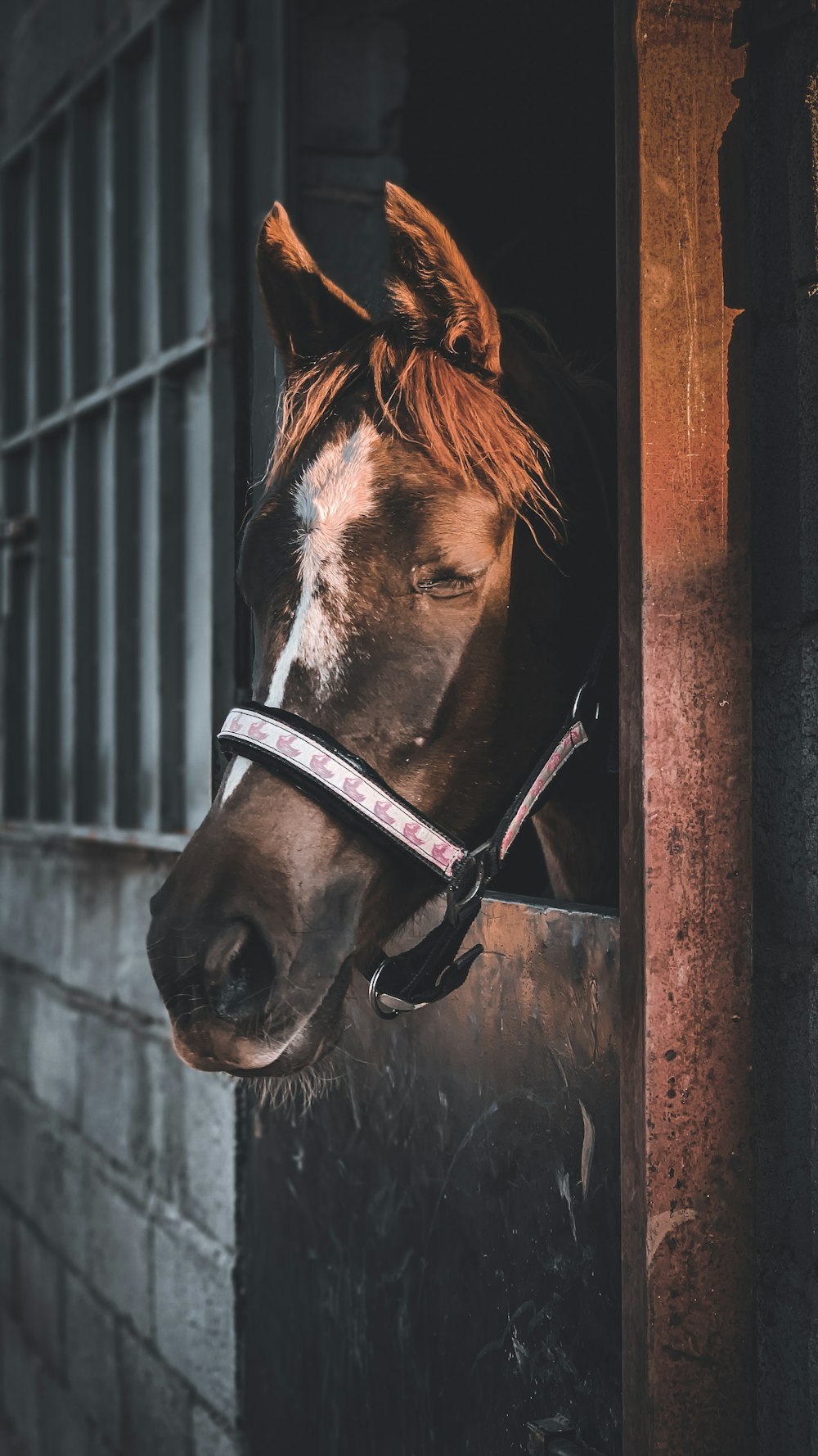 brown horse in a cage