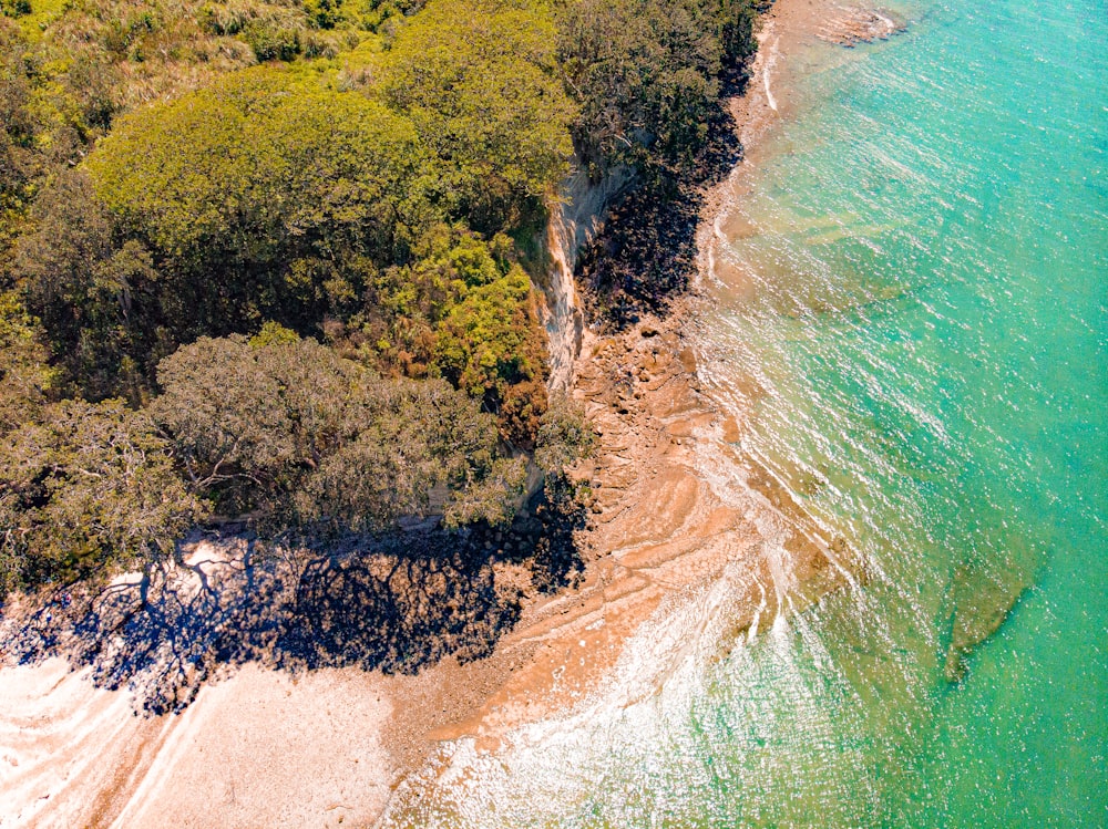 Vue aérienne d’arbres verts et bruns au bord d’un plan d’eau pendant la journée