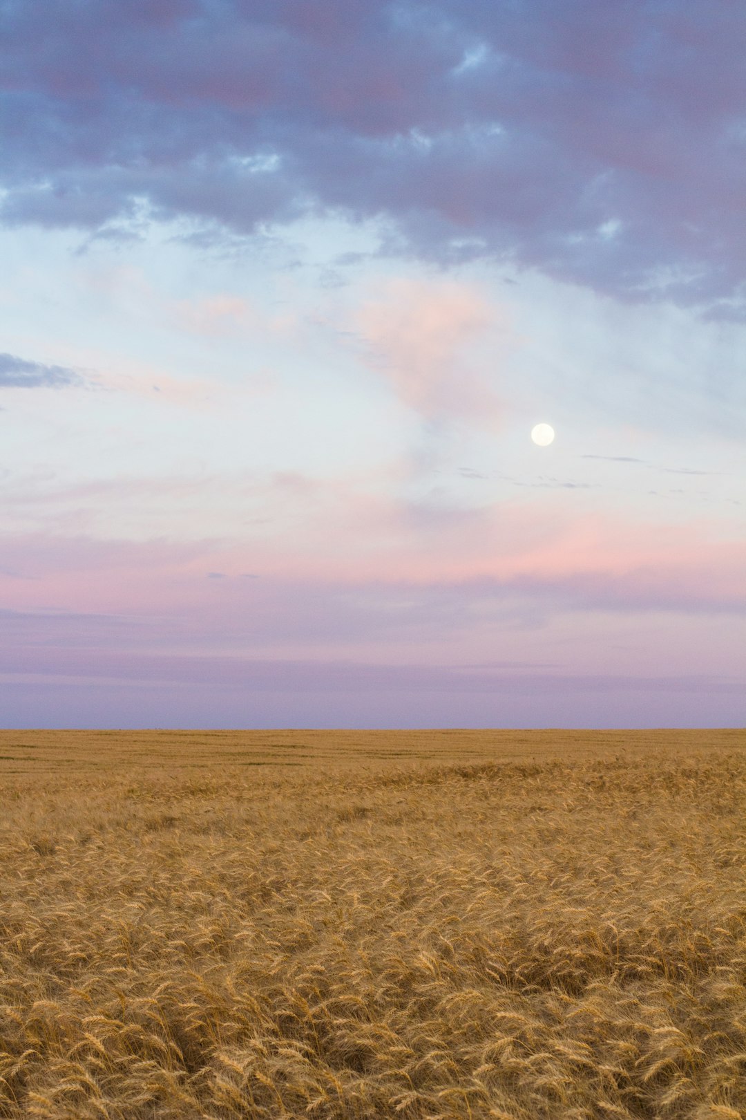 brown field under blue sky during daytime