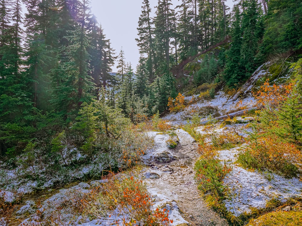 green pine trees on hill during daytime