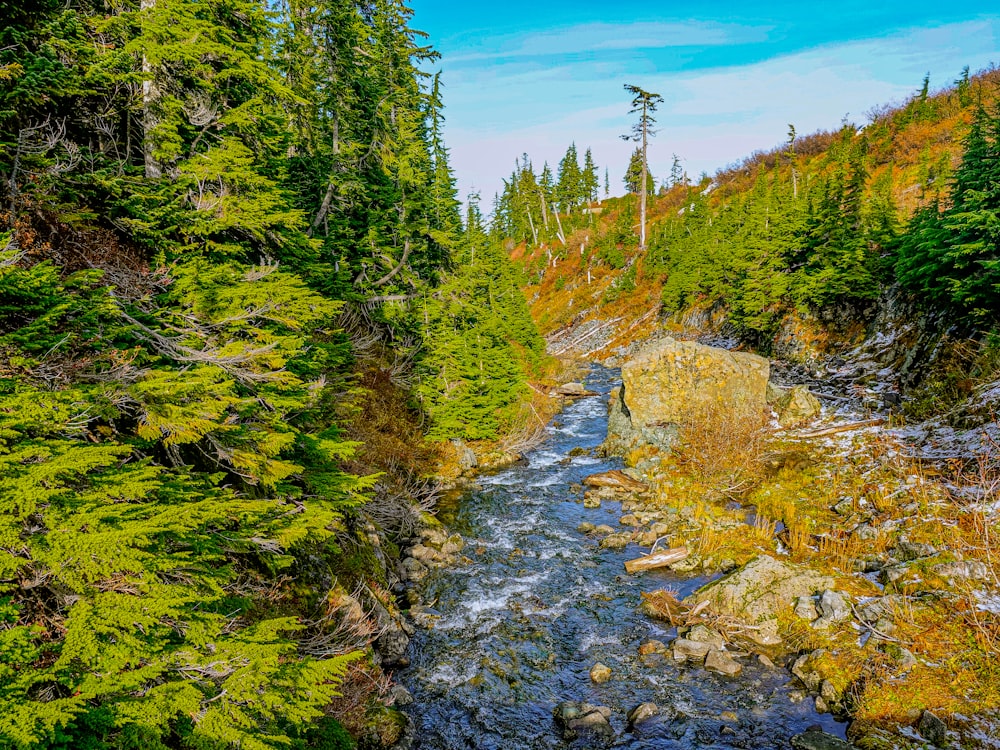 green pine trees beside river under blue sky during daytime