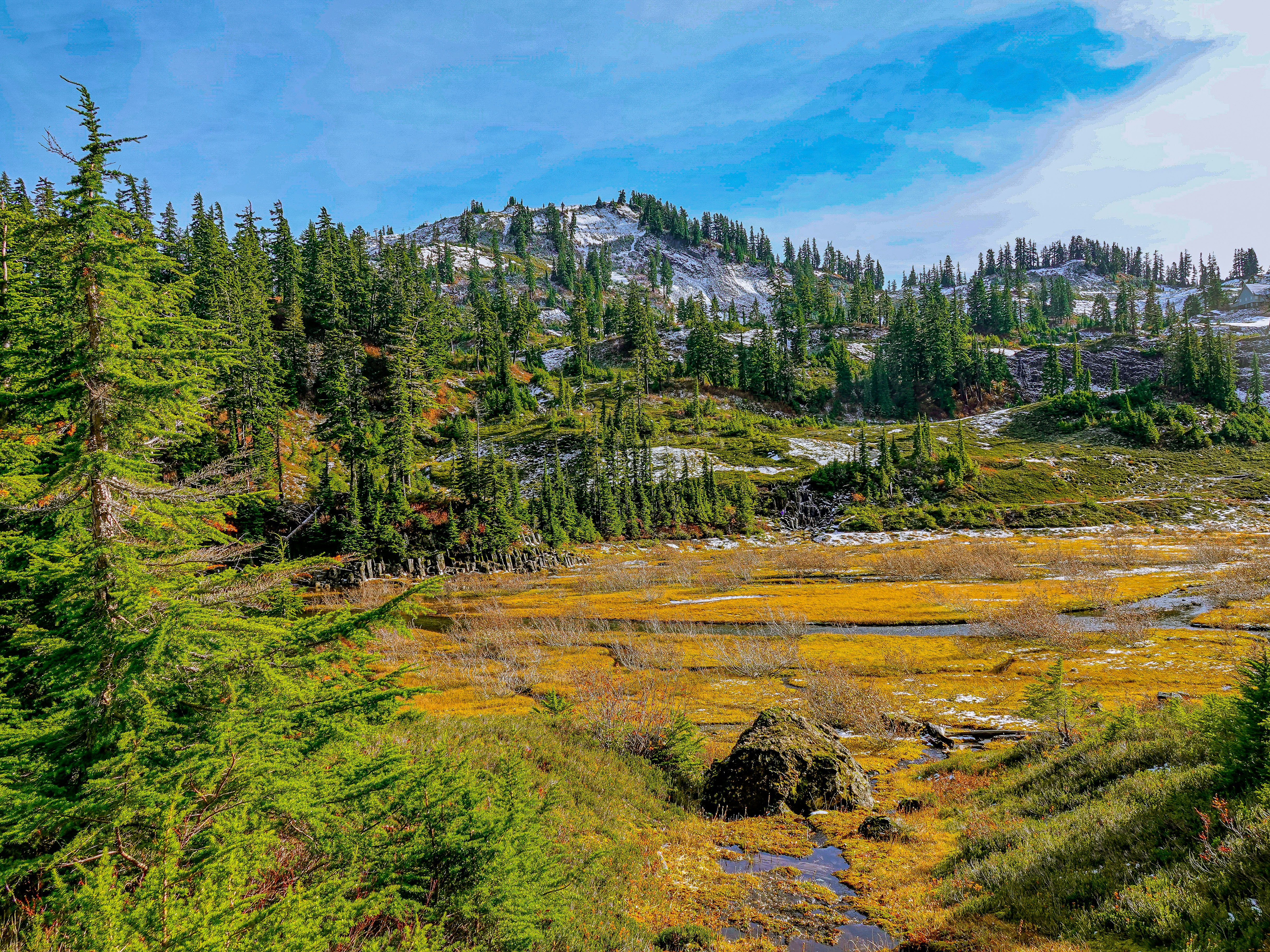 green pine trees on green grass field under blue sky during daytime, 