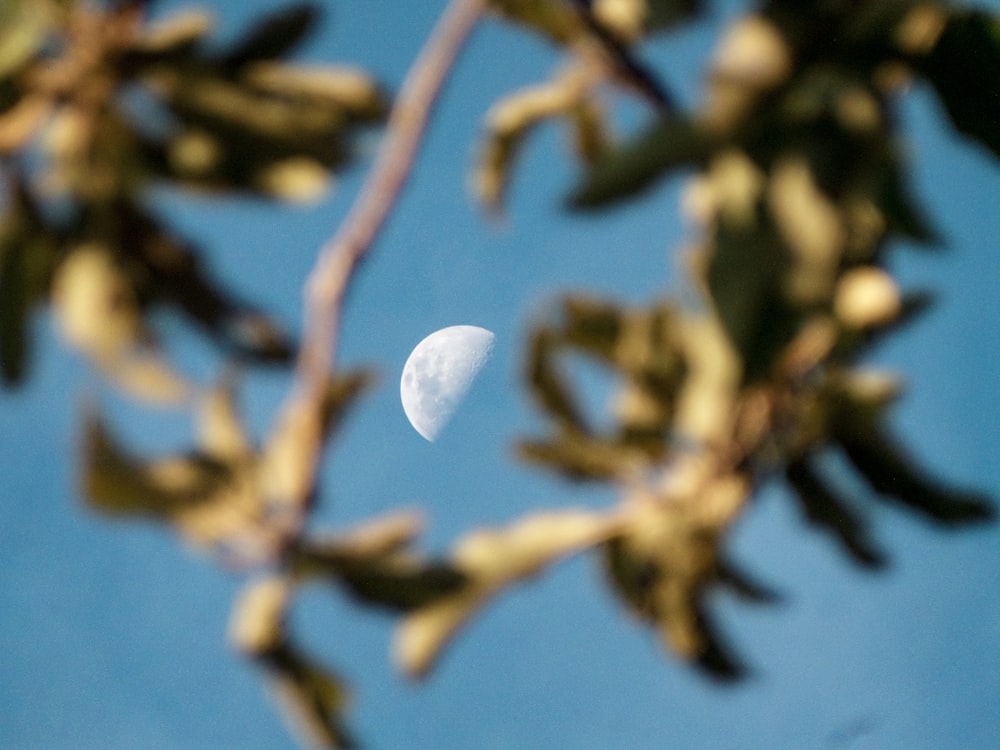 white heart shaped flower on brown stem during daytime