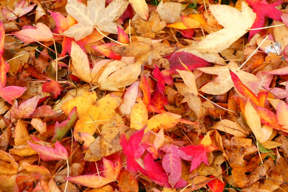 red and brown maple leaves on ground