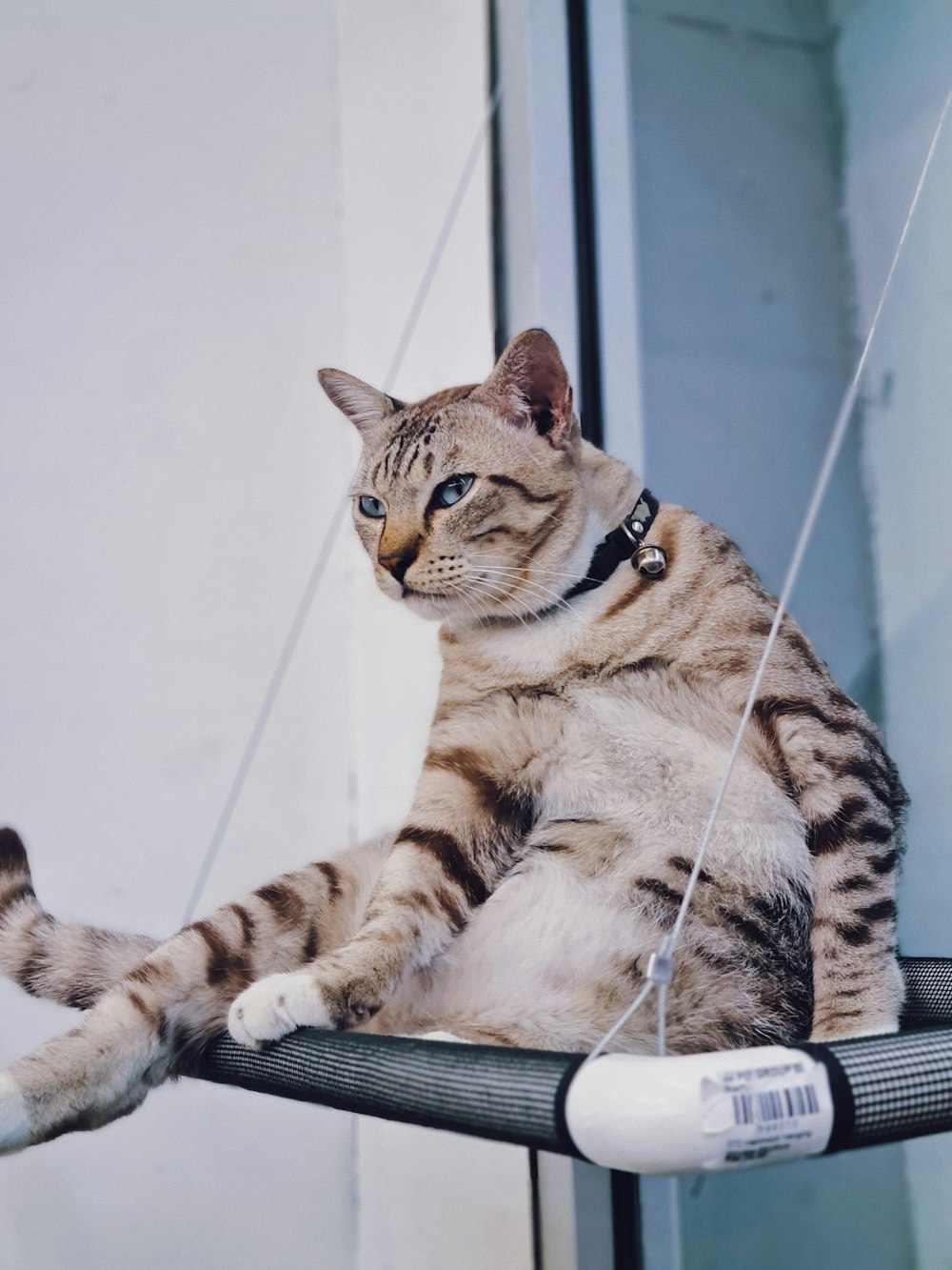 brown tabby cat on white floor