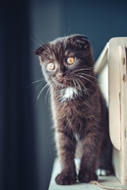 A small brown kitten with bright yellow eyes stands near a wooden structure, possibly furniture. Its fur is fluffy with little tufts around the ears and face, and a spot of white fur is visible on its chest. The background is softly blurred, giving focus to the kitten's curious expression and large eyes.