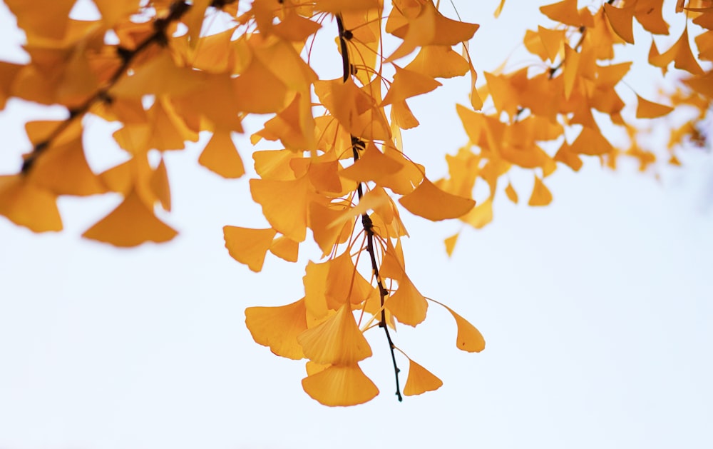 yellow leaves on white background